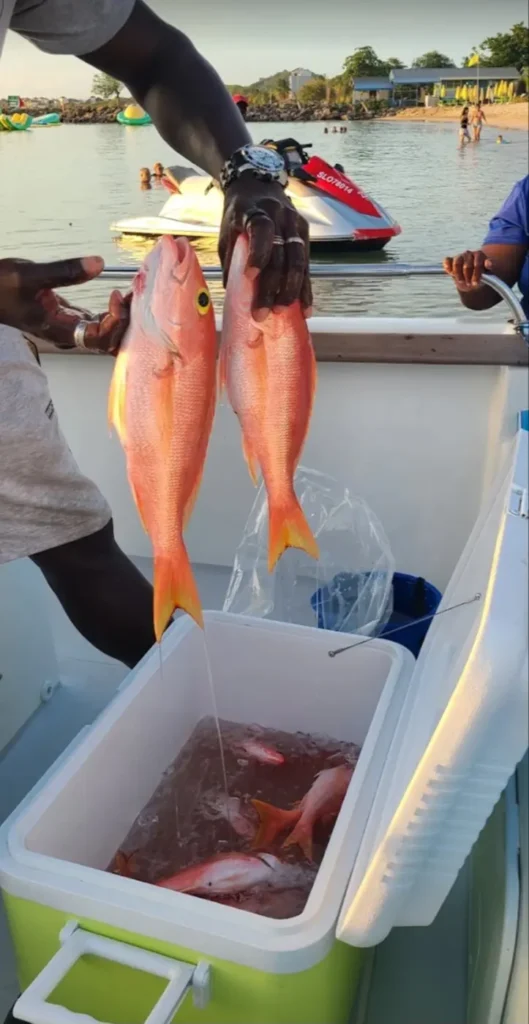 Two freshly caught red snappers held above a cooler full of ice and more fish