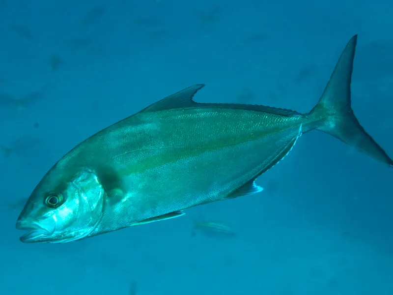 A greater amberjack swimming in open blue water