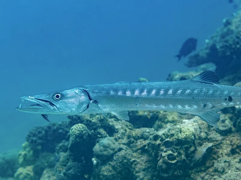 A great barracuda cruising over the reef