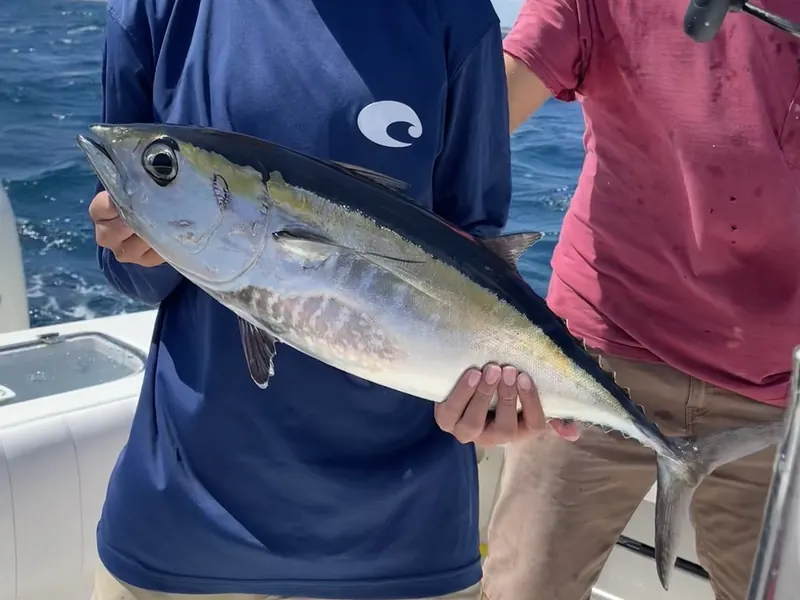 An angler on a boat holding a blackfin tuna