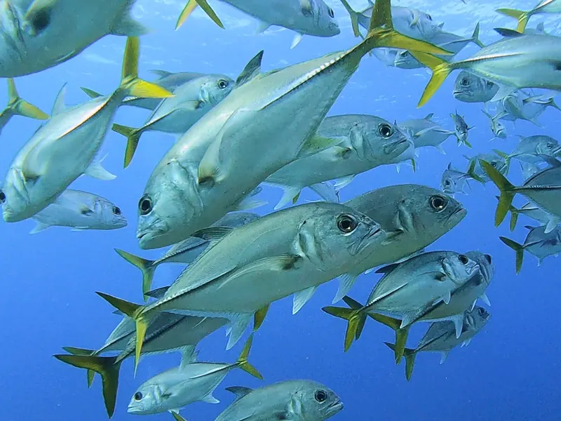 A school of horse-eye jacks with yellow tails