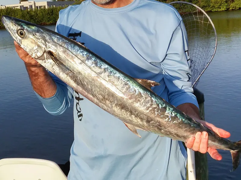 An angler holding up a long silver kingfish
