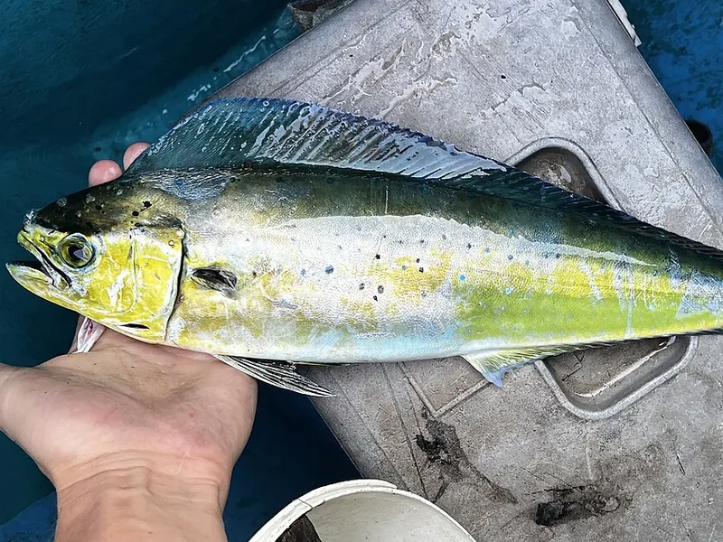 A green and gold mahi mahi just brought on board