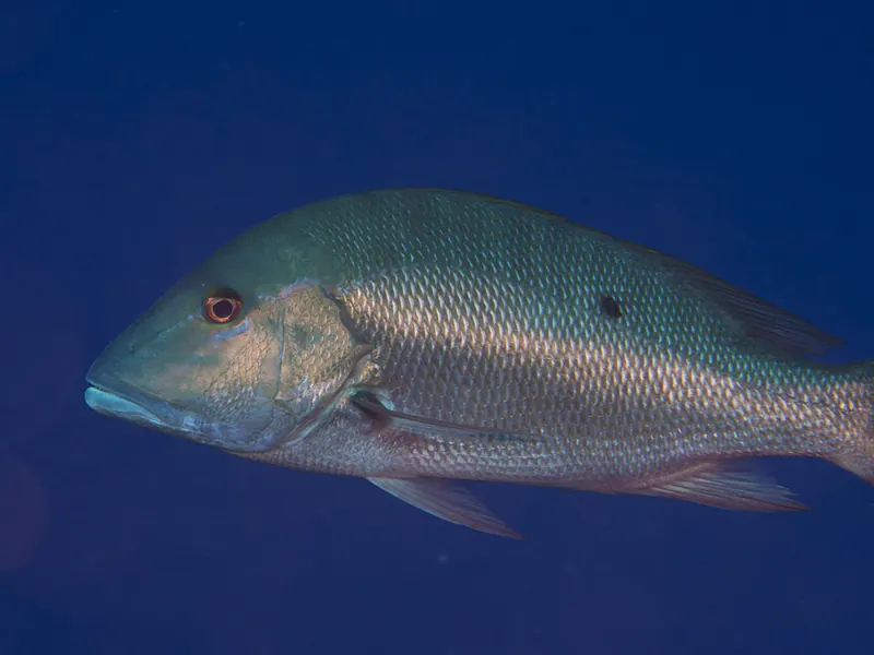 A mutton snapper swimming in deep blue water