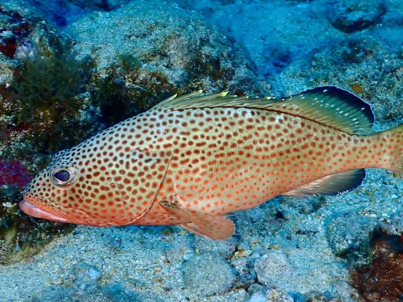 A red hind, covered in red spots, resting on the reef