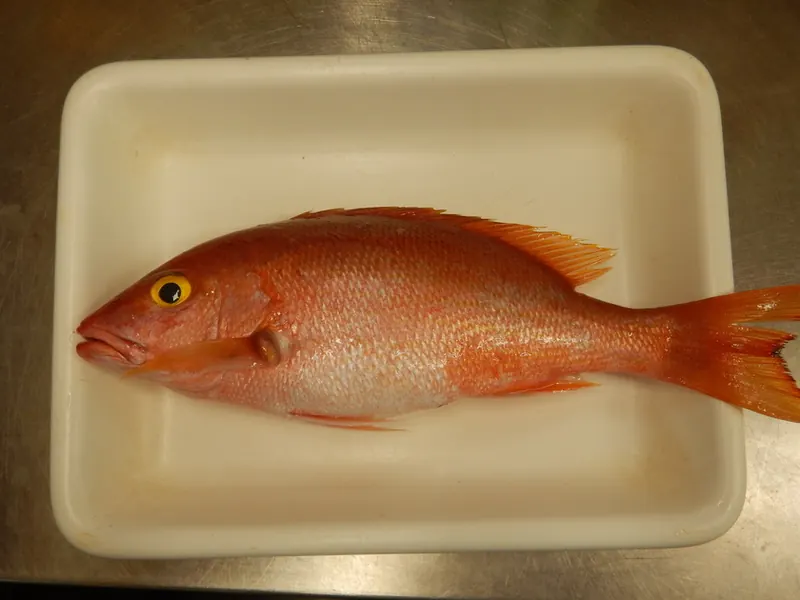 A bright red snapper with a golden eye, freshly landed