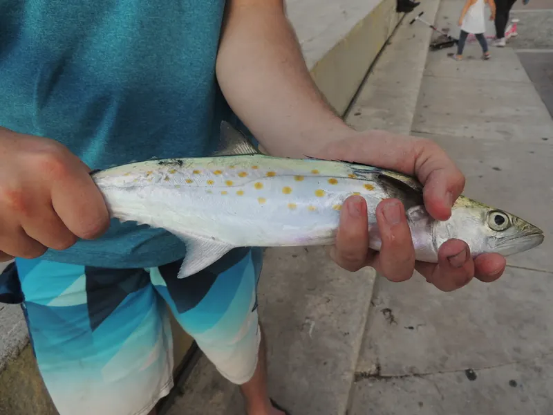 A spotted Spanish mackerel held by an angler