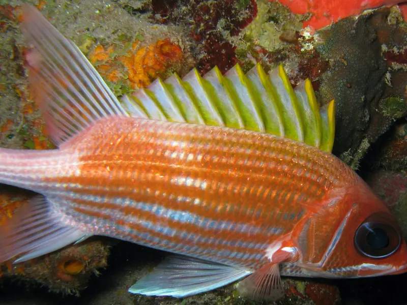 A red and white striped squirrelfish with a golden dorsal fin