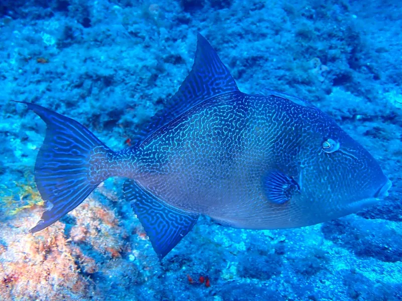 A grey triggerfish swimming over the reef