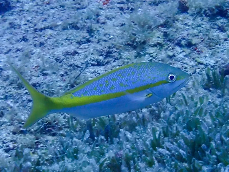 A yellowtail snapper with its yellow stripe and forked tail over the reef